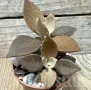 Kalanchoe orgyalis, снимка 2