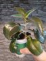 Лечебно самораждащосе каланхое, снимка 1 - Стайни растения - 43861981