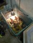 продавам пилета петли оплодени  яйца , снимка 2