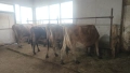 Продавам стадо крави джарсей. 34 броя редовни дойни. Повечето са бременни 7-ми месец., снимка 3