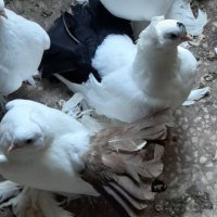 Продавам гълъби , снимка 18 - Гълъби - 20669684