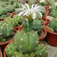 gymnocalycium horstii, снимка 6 - Стайни растения - 32874885