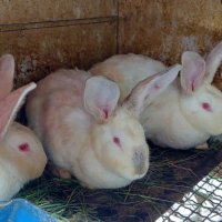 Зайци на различна възраст., снимка 1 - Други - 40604862