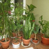 Бенджамин, лирата, сансивиера, снимка 8 - Стайни растения - 44087107