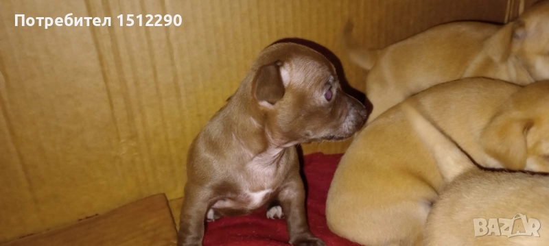 новородени кученца Чихупинчер, снимка 1