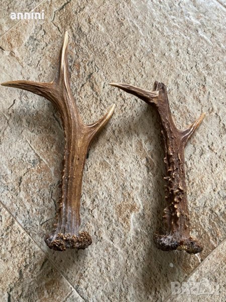 рога от сърандак  за дръжка на ножове, снимка 1