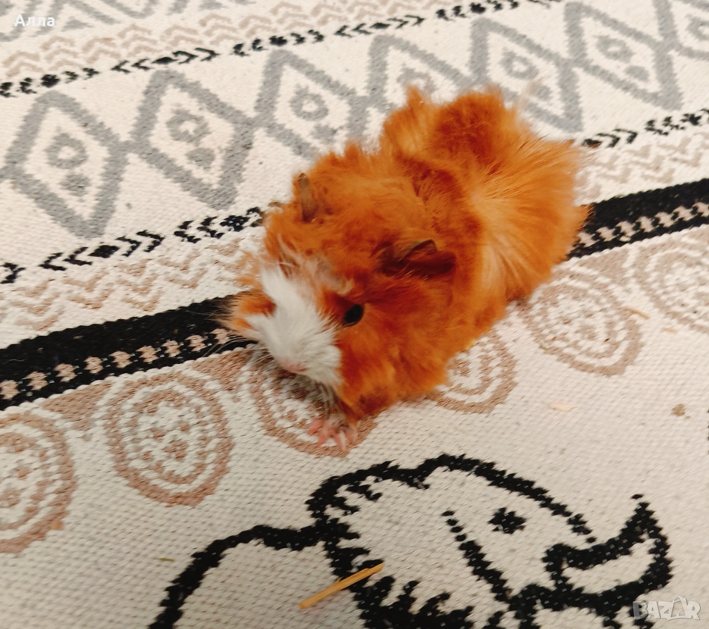 Морски свинчета , снимка 1