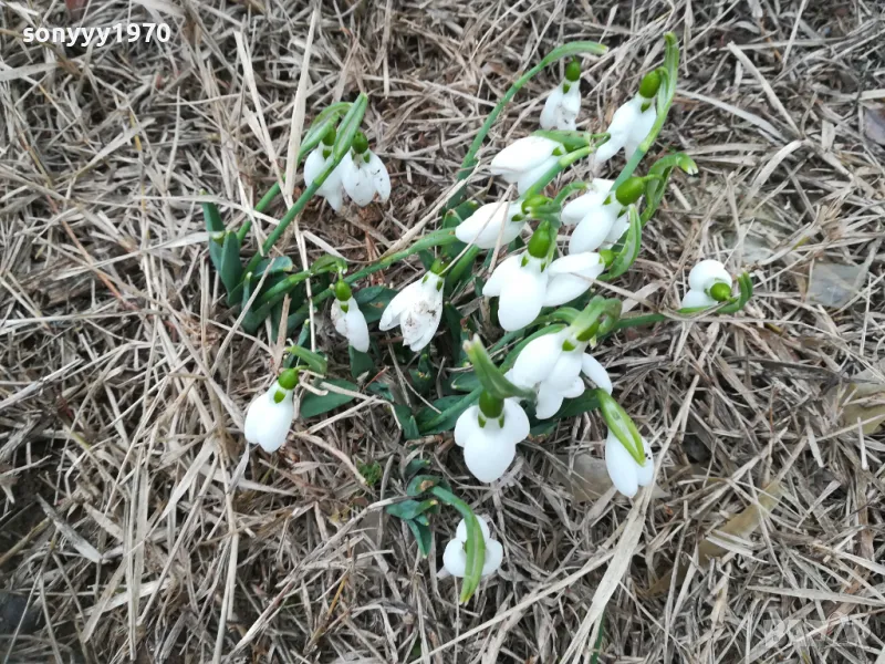 КОКИЧЕТА В САКСИЯ С ЛУКОВИЦИ И ПОЧВА 0402250814, снимка 1