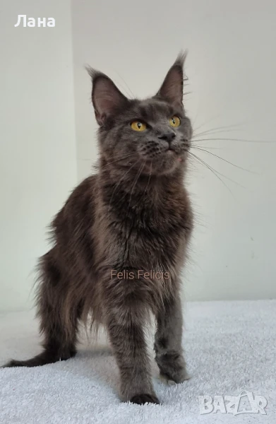 Коте Мейн Кун , снимка 1