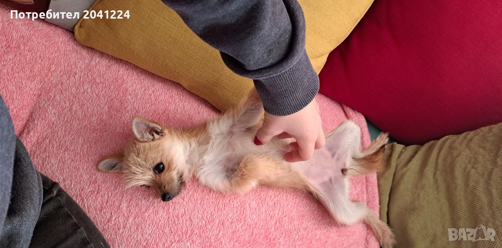 Малко кученце , снимка 1