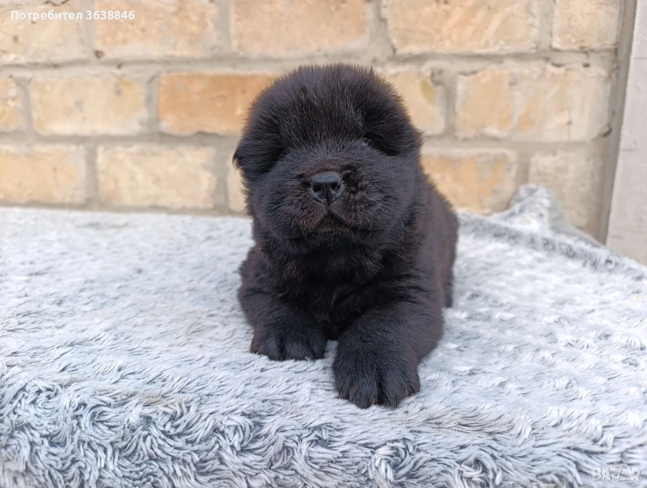 Чау Чау , снимка 1