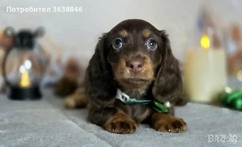 Дългокосмест мини дакел, снимка 1