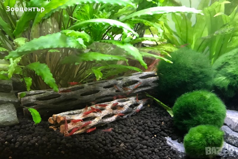 Чолла дърво, снимка 1