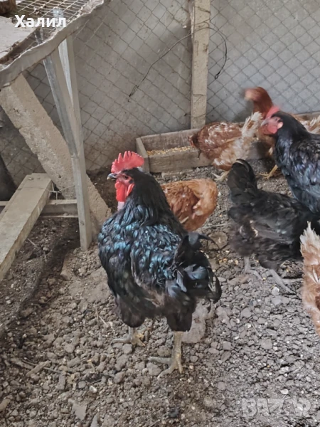 Разплодни Яйца за Люпене от Джърси Гигант, снимка 1