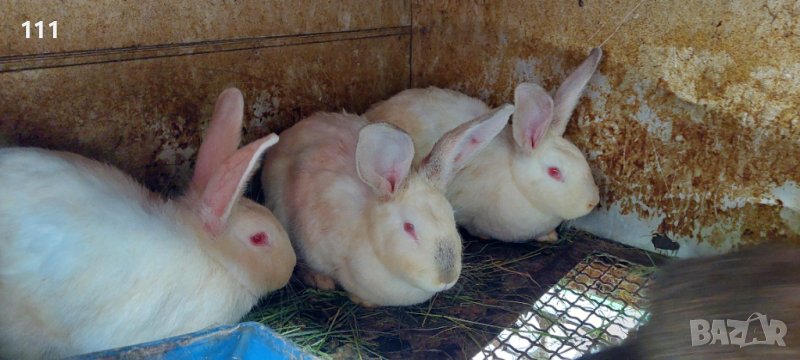 Зайци на различна възраст., снимка 1