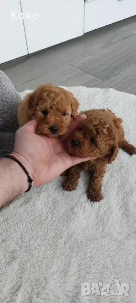 пудел/пудели , снимка 1