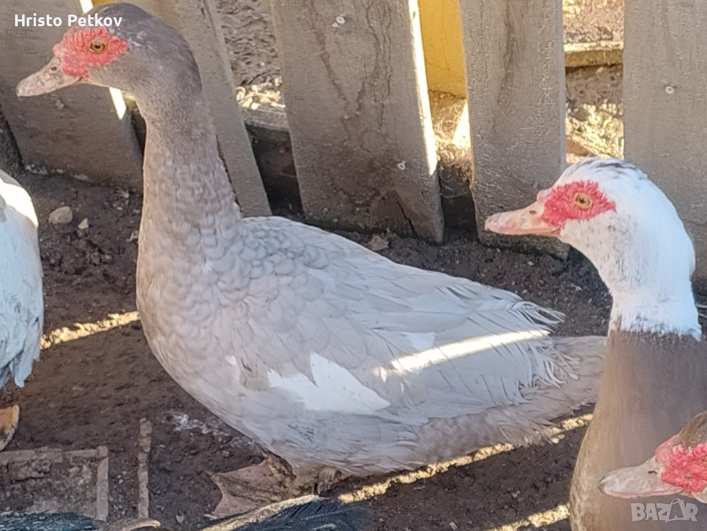 Продавам Неми Патици , снимка 1