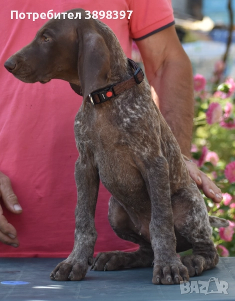 Курцхаар, снимка 1