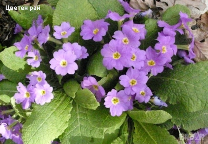 Домашна иглика с грудка , снимка 1