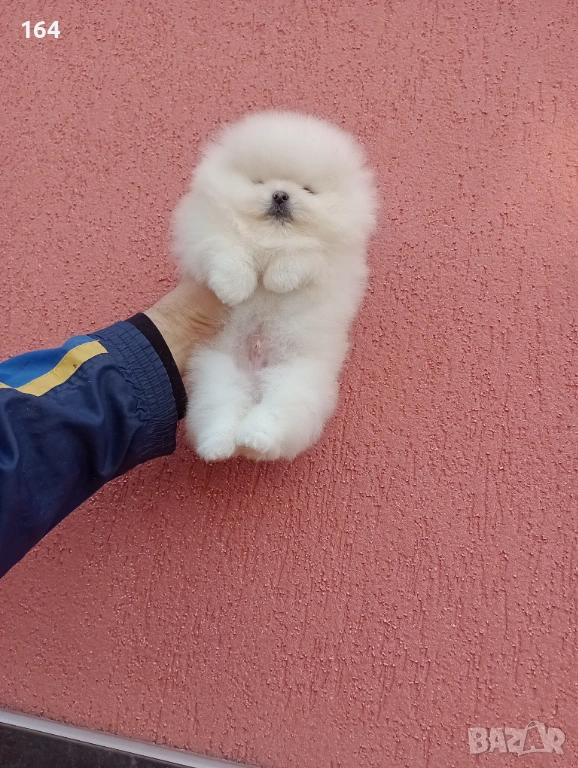 Мъжки Померан. Реални снимки от 06.01.26 г. , снимка 1