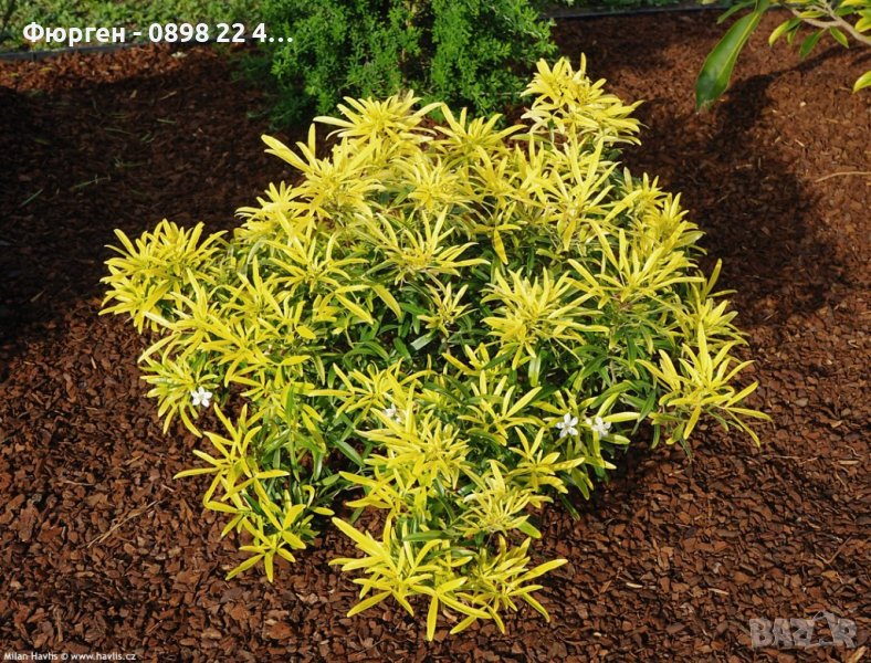  Чойсия  (Портокалово цвете) - Choisya Aztec Gold, снимка 1