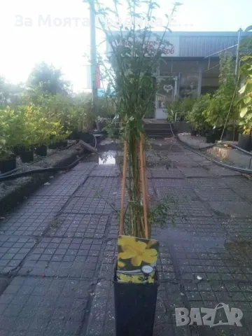 Жасмин 4 цвята , снимка 8 - Разсади - 49491630