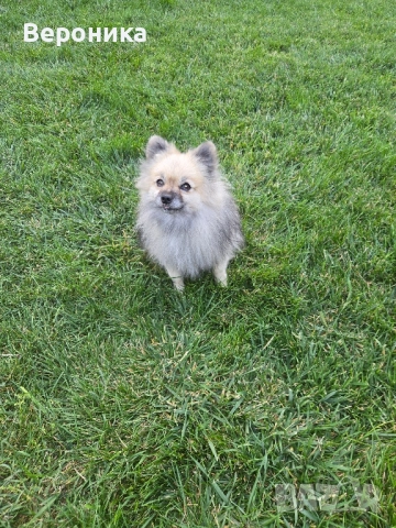 померан момче 1.900кг, снимка 9 - Померан - 52054274