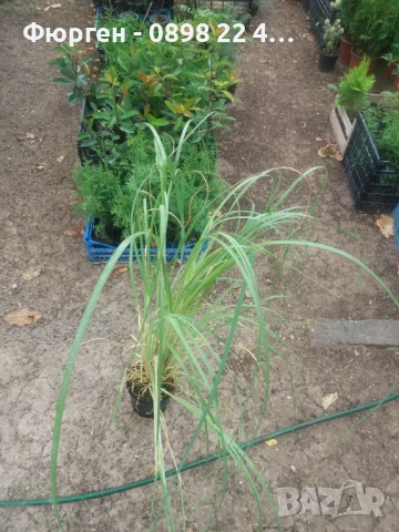 Кортадерия- Пампаска трева ПРИ ПОКУПКА НА 3 БРОЯ 1 БРОЙ ПОДАРЪК, снимка 6 - Разсади - 36164365