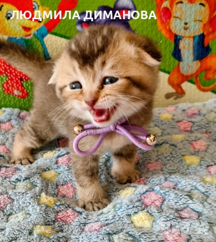 Шотландски златни чинчили. , снимка 8 - Британска късокосместа - 53387343