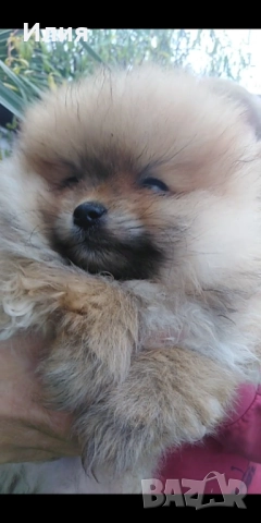 Продавам померани , снимка 3 - Померан - 52681233