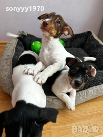 ДЖАК-ЖЕНСКО КУЧЕНЦЕ НА 2 МЕСЕЦА 0211250823