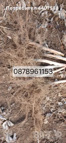 Расзад малини , снимка 7 - Разсади - 49498256