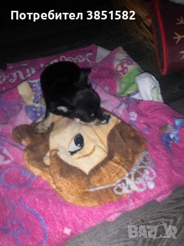 Чихуахуа -3 момчета , снимка 5 - Чихуахуа - 53118963