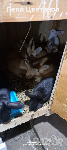 Продавам зайчета, снимка 7 - Други животни - 52867641