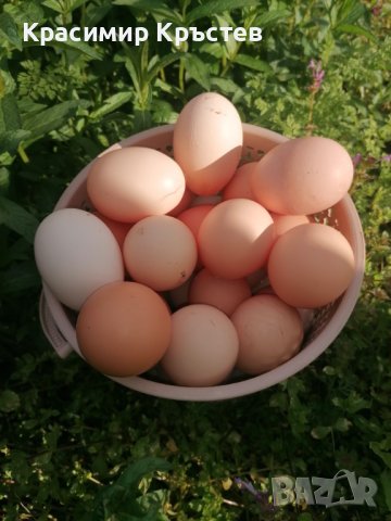 Продавам домашни яйца Шумен , снимка 2 - Домашни продукти - 43557146