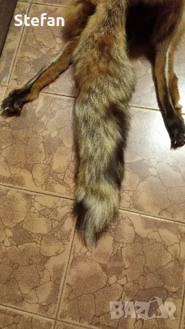Кожа от лисица, снимка 4 - Антикварни и старинни предмети - 48744215