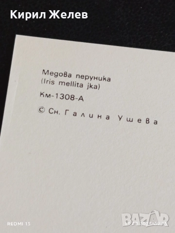 Четири пощенски картички МЕДОВА ПЕРУНИКА, СТРАНДЖАНСКА ЗВЪНИКА,ВОДНА ЛИЛИЯ 26474, снимка 5 - Филателия - 51697755