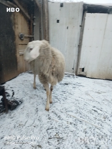 Овен , снимка 2 - Овце - 53306956