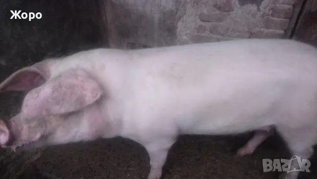 Елитни прасета българска бяла, снимка 4 - Прасета - 48425485