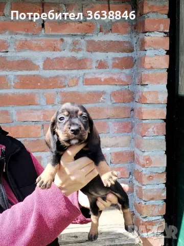 Твърдокосмест дакел, снимка 3 - Дакели - 49793699