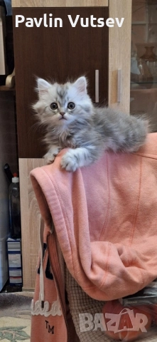 продавам мъжко и женско, снимка 5 - Британска късокосместа - 52323134