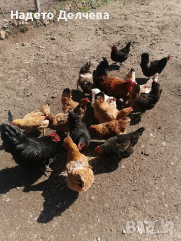 Кокошки и Петли, снимка 3 - Кокошки и пуйки - 53583646