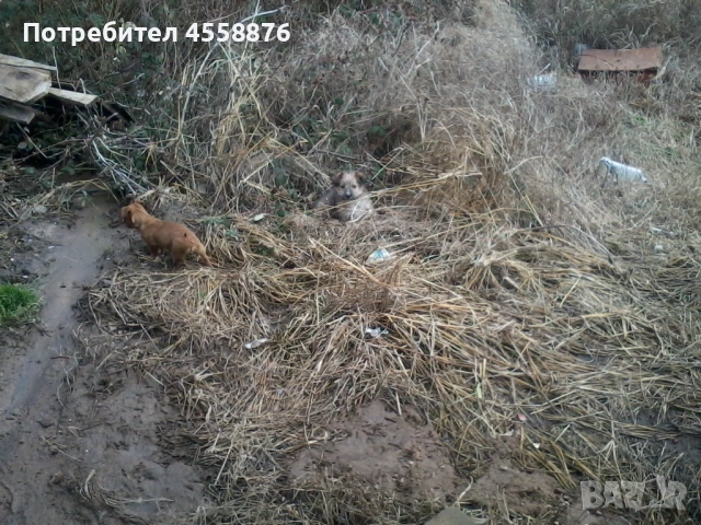 продавам пудел, снимка 5 - Пудели - 53404511