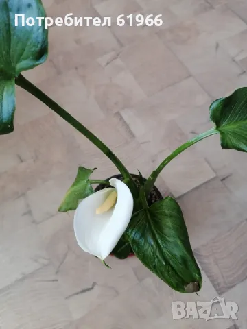 Студоустойчива бяла кала! , снимка 4 - Градински цветя и растения - 46855062