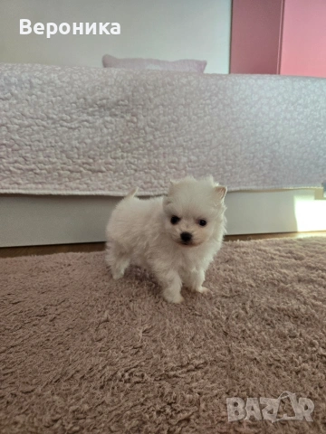 померан момче, снимка 8 - Померан - 53168356