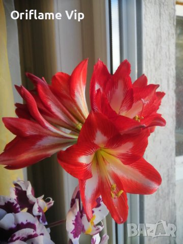Луковици Амарилис, снимка 3 - Стайни растения - 37918770