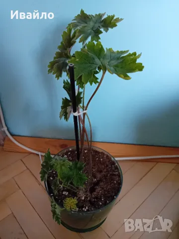 Жълти Мушката и други, снимка 4 - Стайни растения - 40763745