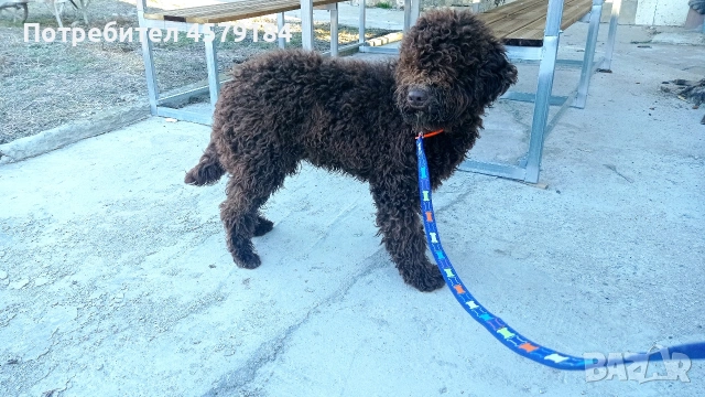 лагото Романьоло родословие , снимка 7 - Други - 53304843