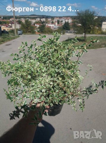 Абелия/ Abelia x grandiflora 'Confetti', снимка 7 - Разсади - 37551962