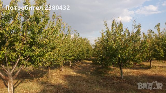 Овощна градина череши от собственик, снимка 8 - Земеделска земя - 26207054